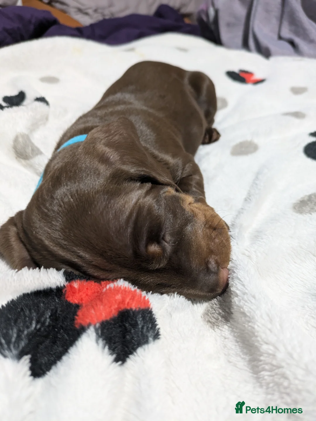 Miniature Dachshund dogs for sale: Stunning Dashounds  in Ashton-under-Lyne - Advert 2