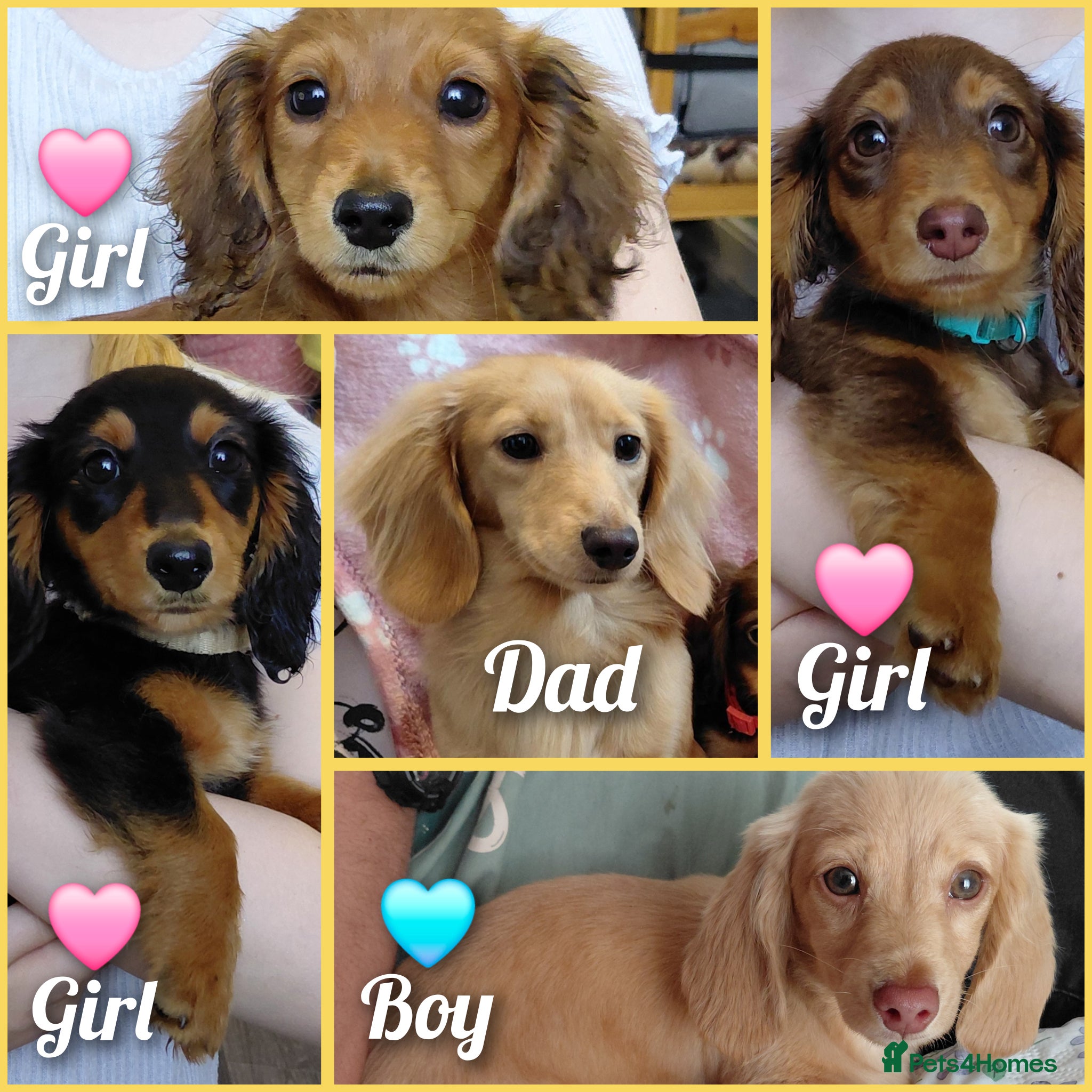 Miniature Dachshund dogs ✨️Beautiful Longhaired Minis✨️Lovely Temperments✨️ - Advert 1