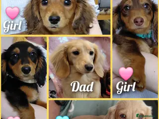 Miniature Dachshund dogs ✨️Beautiful Longhaired Minis✨️Lovely Temperments✨️ - Advert 2