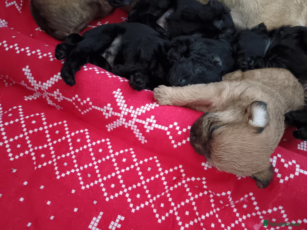 Pugapoo dogs for sale: Beautiful Pugapoo Puppies - Ready 14th May  in Chesterfield - Advert 8