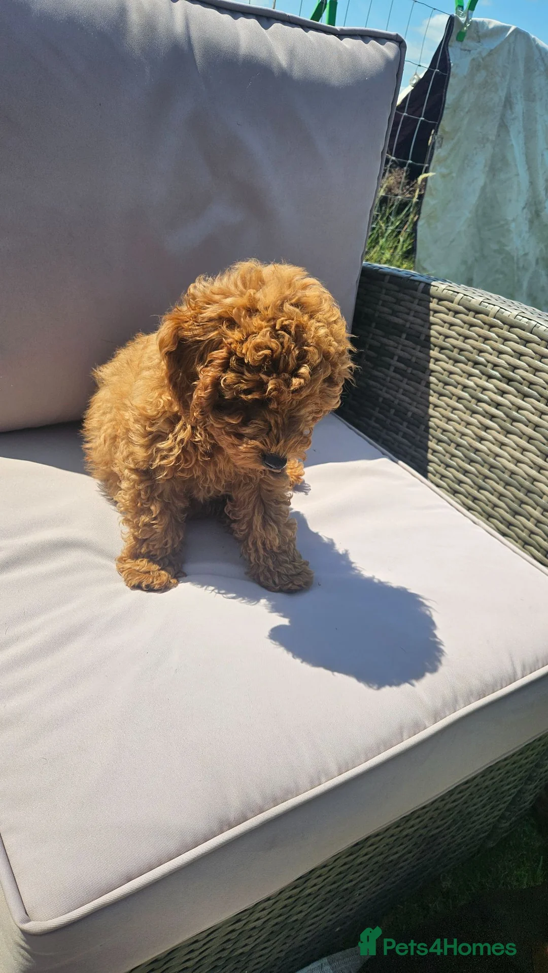 Toy Poodle dogs for sale: Beautiful red/black toy poodles  in Dumfries - Advert 9