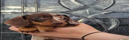 Dachshund dogs for sale: Miniature Dachshund puppy's for sale  - Advert 2