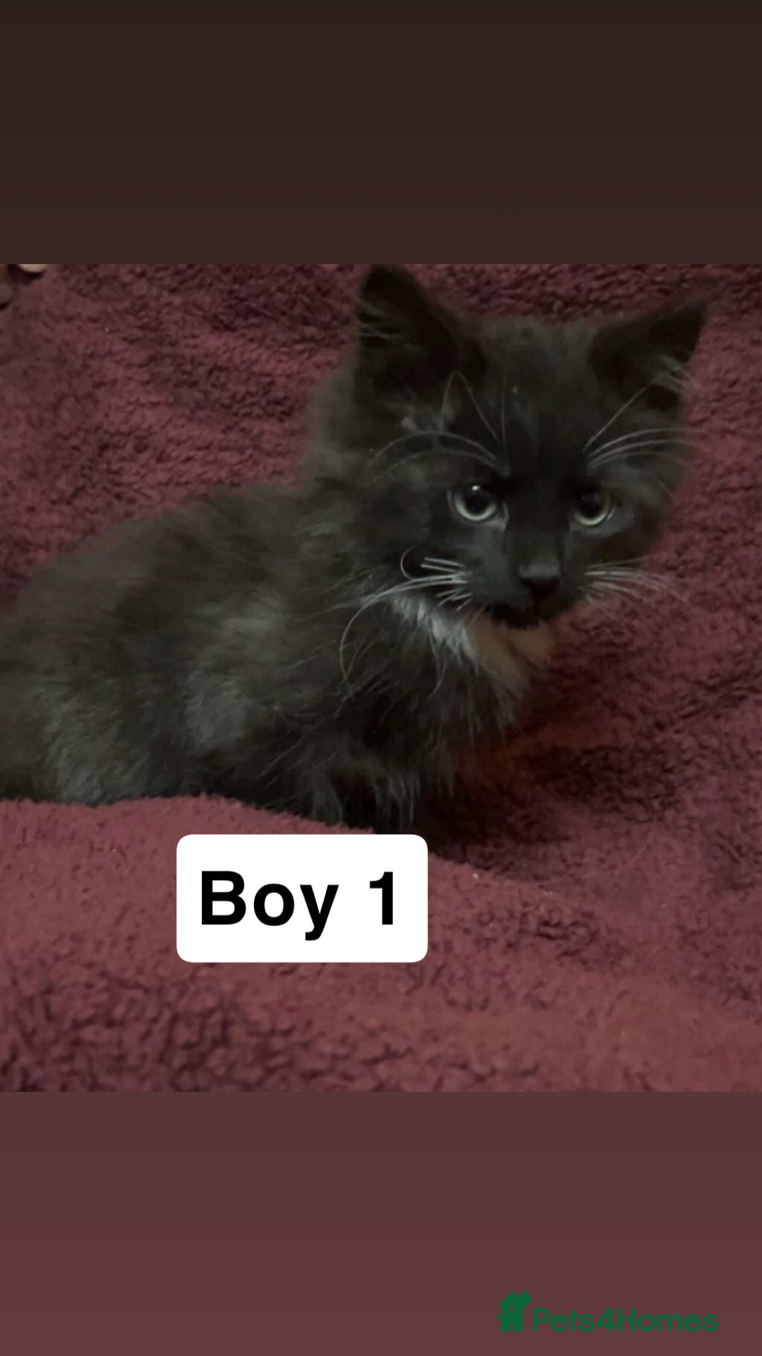 Mixed Breed cats for sale: 2 beautiful boy kittens - Image 3