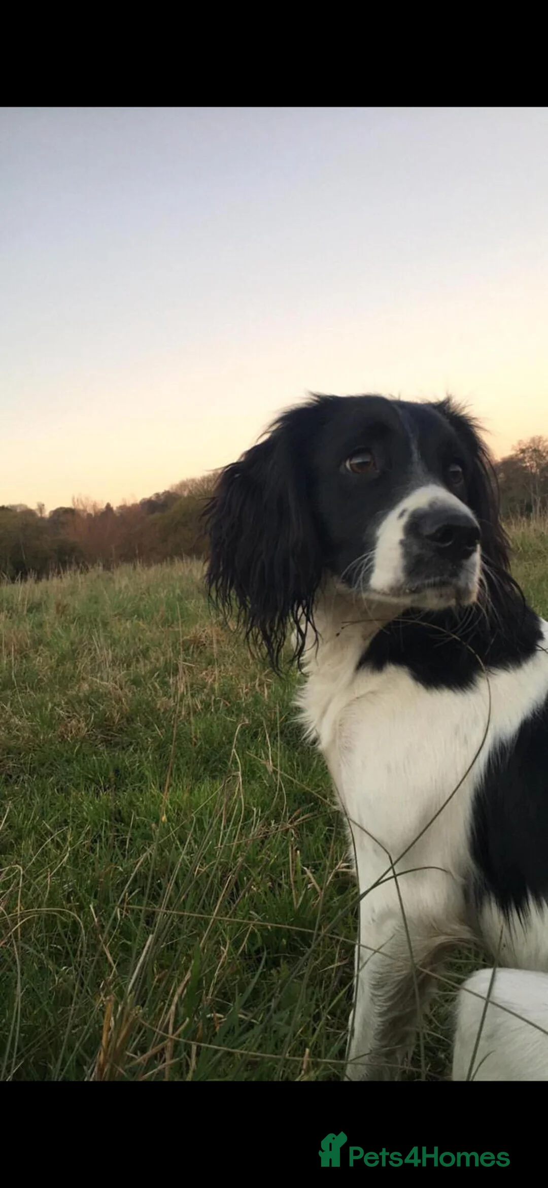 English Springer Spaniel dogs for sale: Working springer spaniel puppy’s  - Advert 6