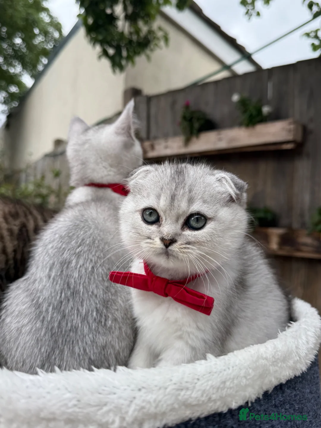 Scottish Fold cats for sale: Scottish fold - Advert 2