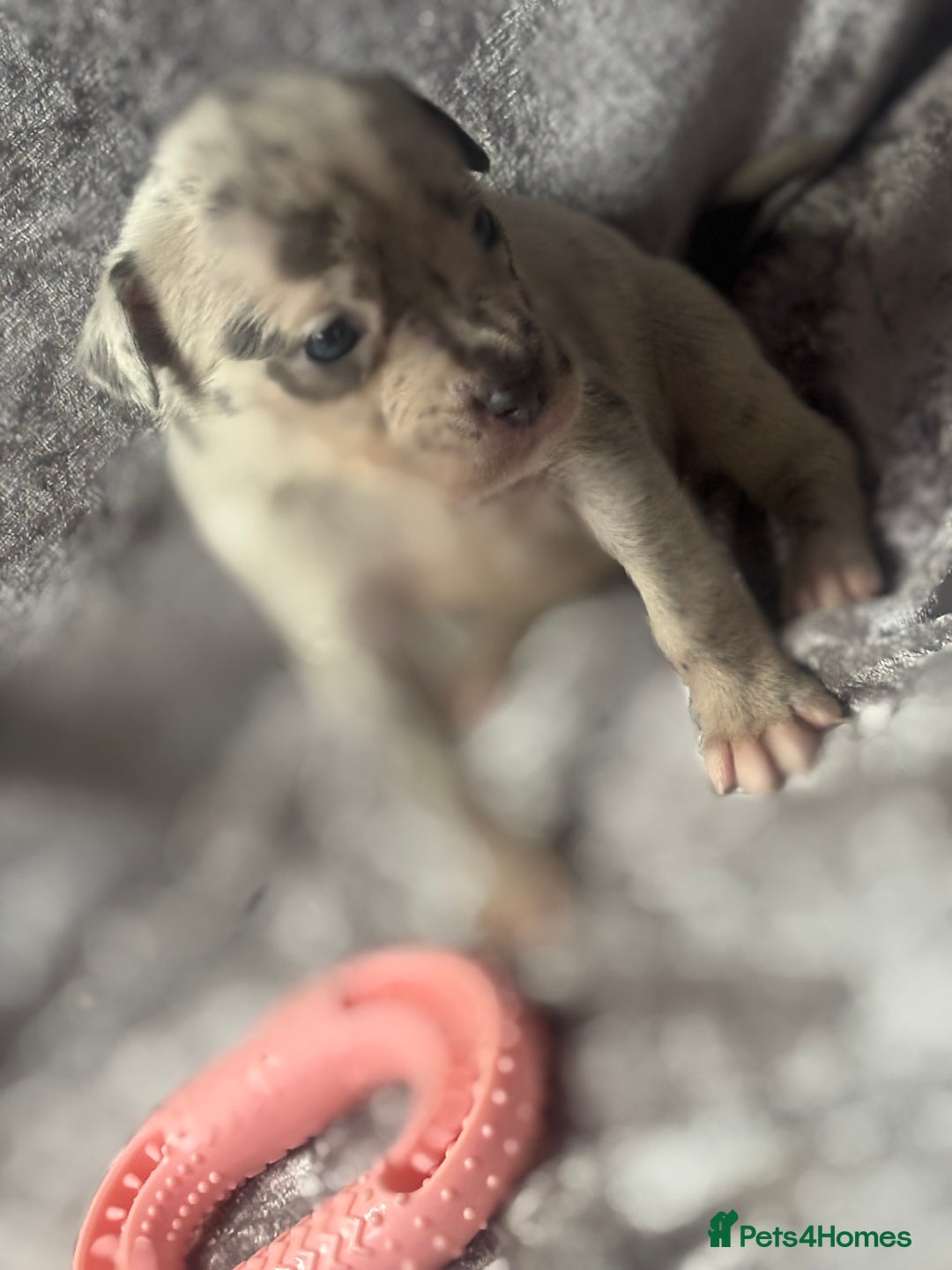 Neapolitan Mastiff dogs for sale: 💙 Neapolitan Mastiff Puppies champion bloodline💙 - Advert 26