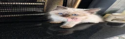 Birman cats for sale: Birman Kittens - Advert 6