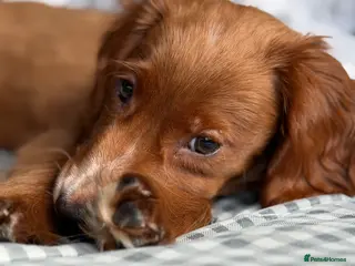 Sprocker dogs Beautiful show sprockers - Advert 15
