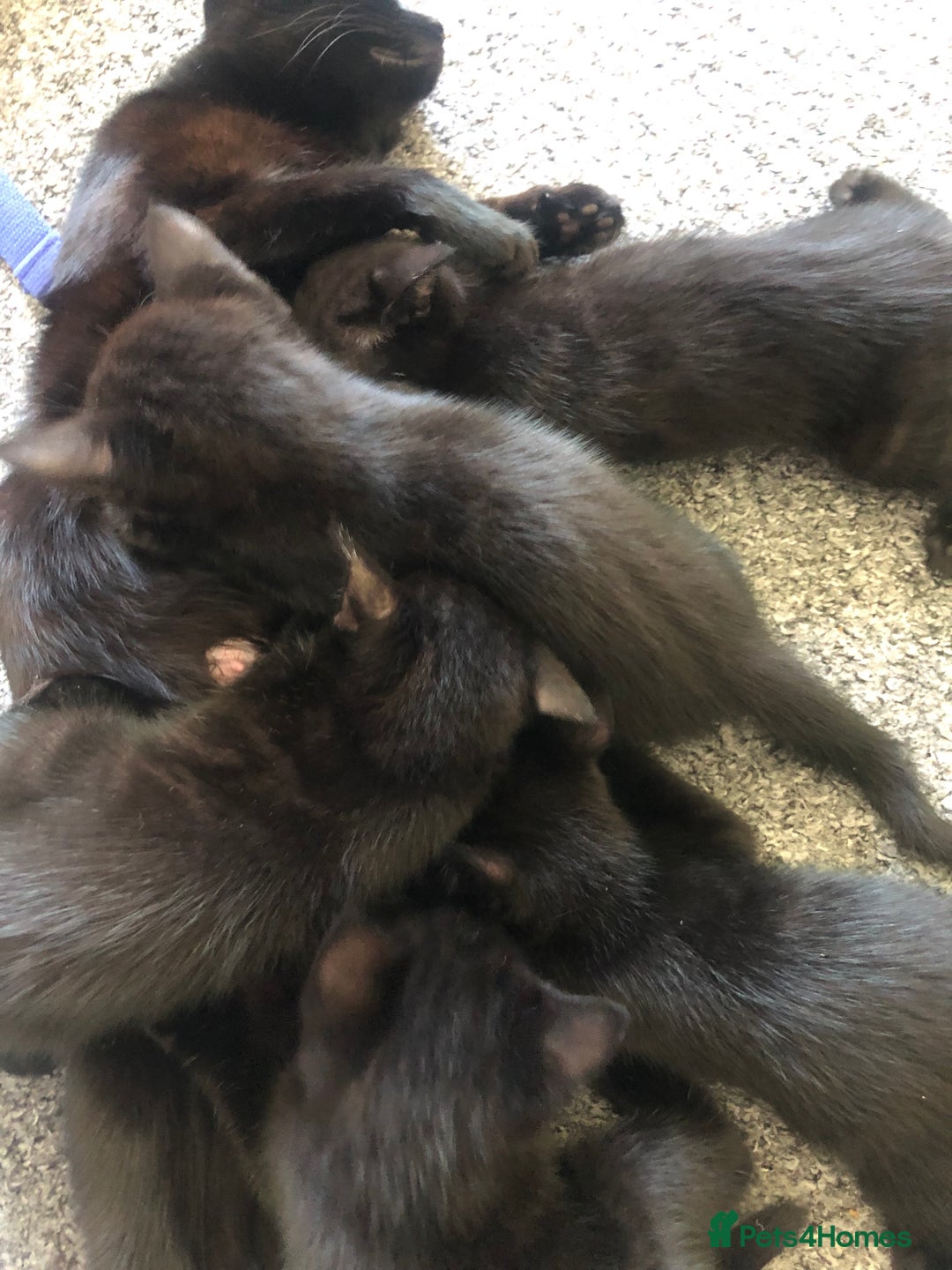 British Shorthair cats for sale: 🐾 A Rare Band of Ghost Tabby Kittens 🐾 - Image 21