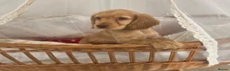 Cocker Spaniel dogs for sale: Golden and Black working type cocker spaniels - Advert 28