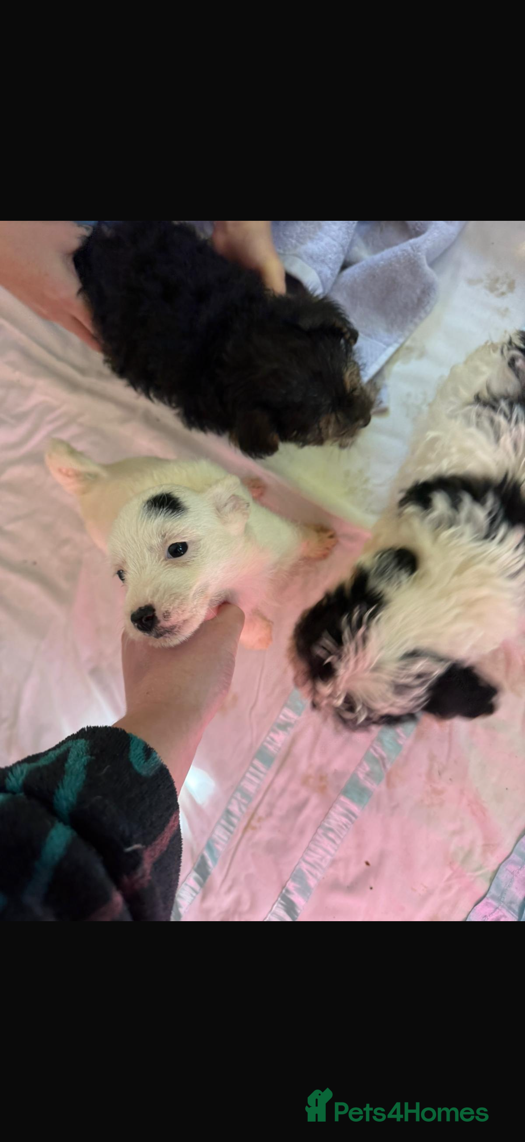Jackapoo dogs for sale: 5 beautiful jackapoos - Image 11