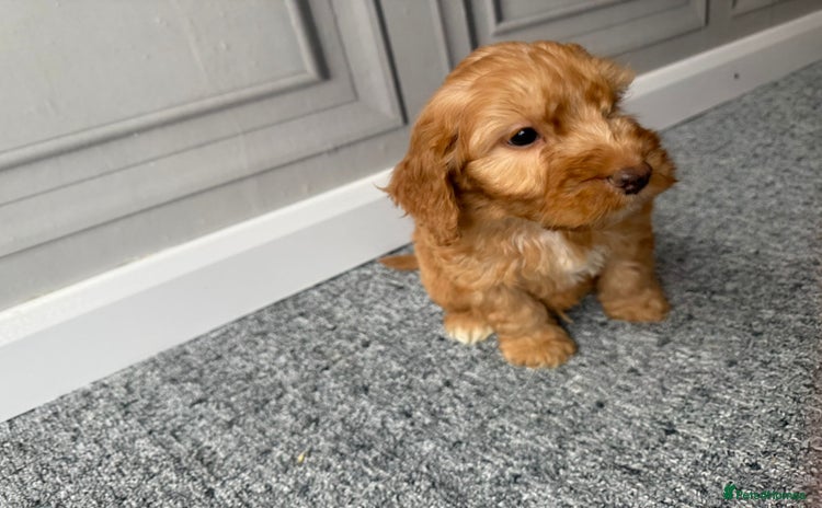 Cockapoo dogs - Advert 2