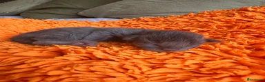 Maine Coon 1