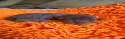 Maine Coon cats for sale: ⭐️⭐️GCCF Registered ⭐️⭐️ - Advert 2