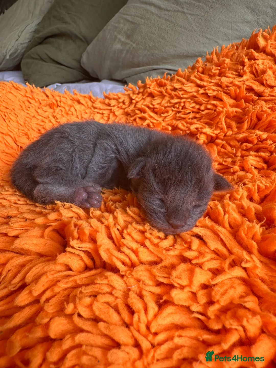 Maine Coon cats for sale: ⭐️⭐️GCCF Registered ⭐️⭐️ - Advert 2