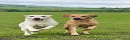 Labrador Retriever dogs for sale: KC REGISTERED LAB DOG PUP in Carluke - Advert 2