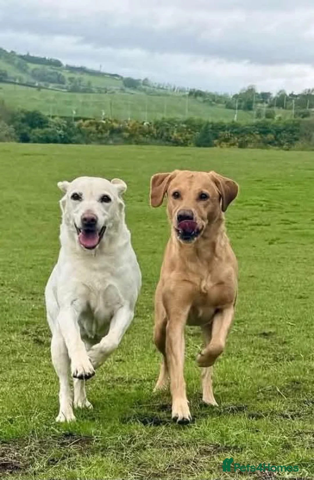 Labrador Retriever dogs for sale: KC REGISTERED LAB DOG PUP in Carluke - Advert 2