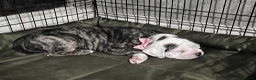 Mixed Breed dogs for sale: Beautiful Nova  - Advert 13