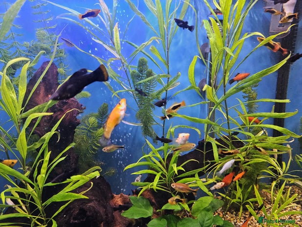 Mollies fish - Advert 7