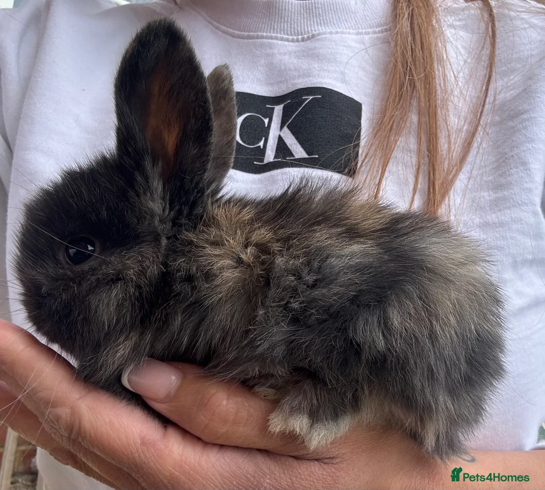 Mini Lop rabbits for sale: Stunning Mini Lop Bunnies in Tunbridge Wells - Advert 4