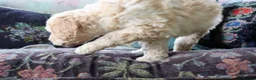 Labradoodle dogs for sale: Beautiful Third-Generation Labradoodle Puppie - Advert 12