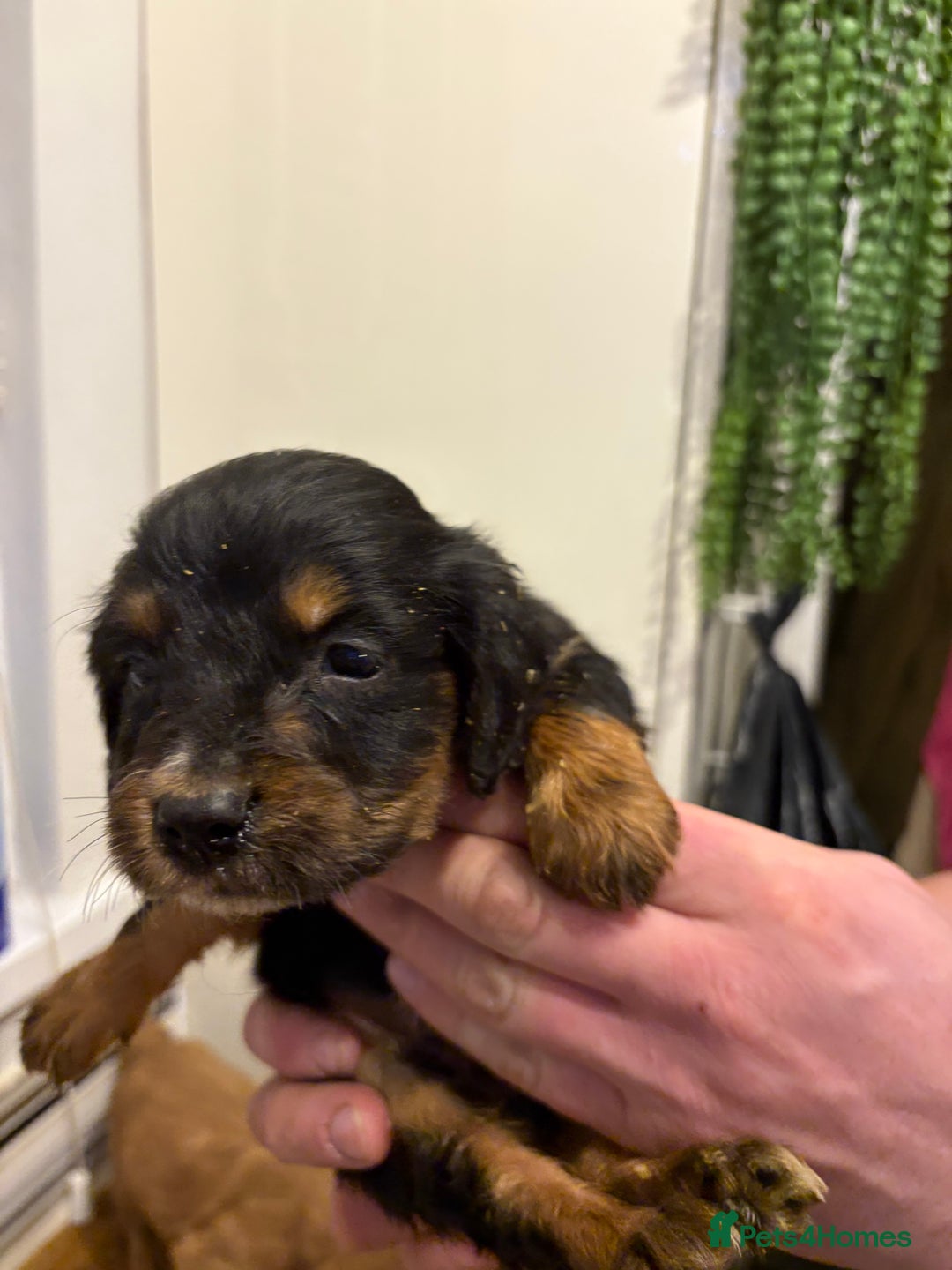 Cocker Spaniel dogs for sale: Working Cocker Spaniel pups - Advert 3