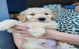 Goldendoodle dogs for sale: Goldendoodle puppies, F1 - Image 3