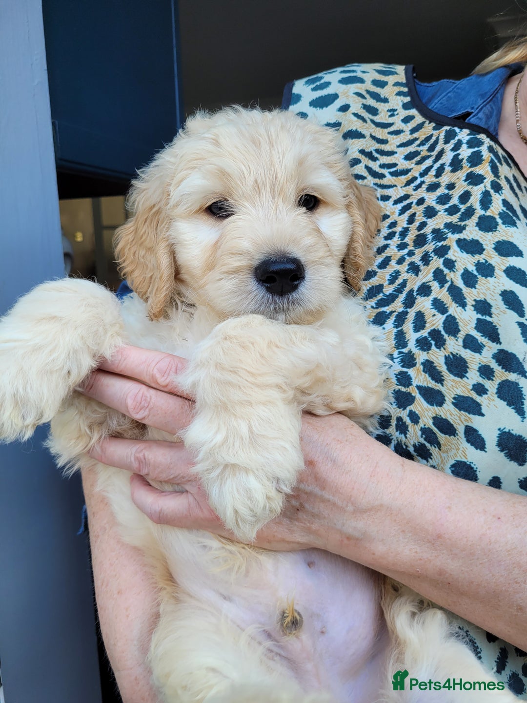 Goldendoodle dogs for sale: Goldendoodle puppies, F1 - Image 3