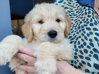 Goldendoodle dogs - Advert 1