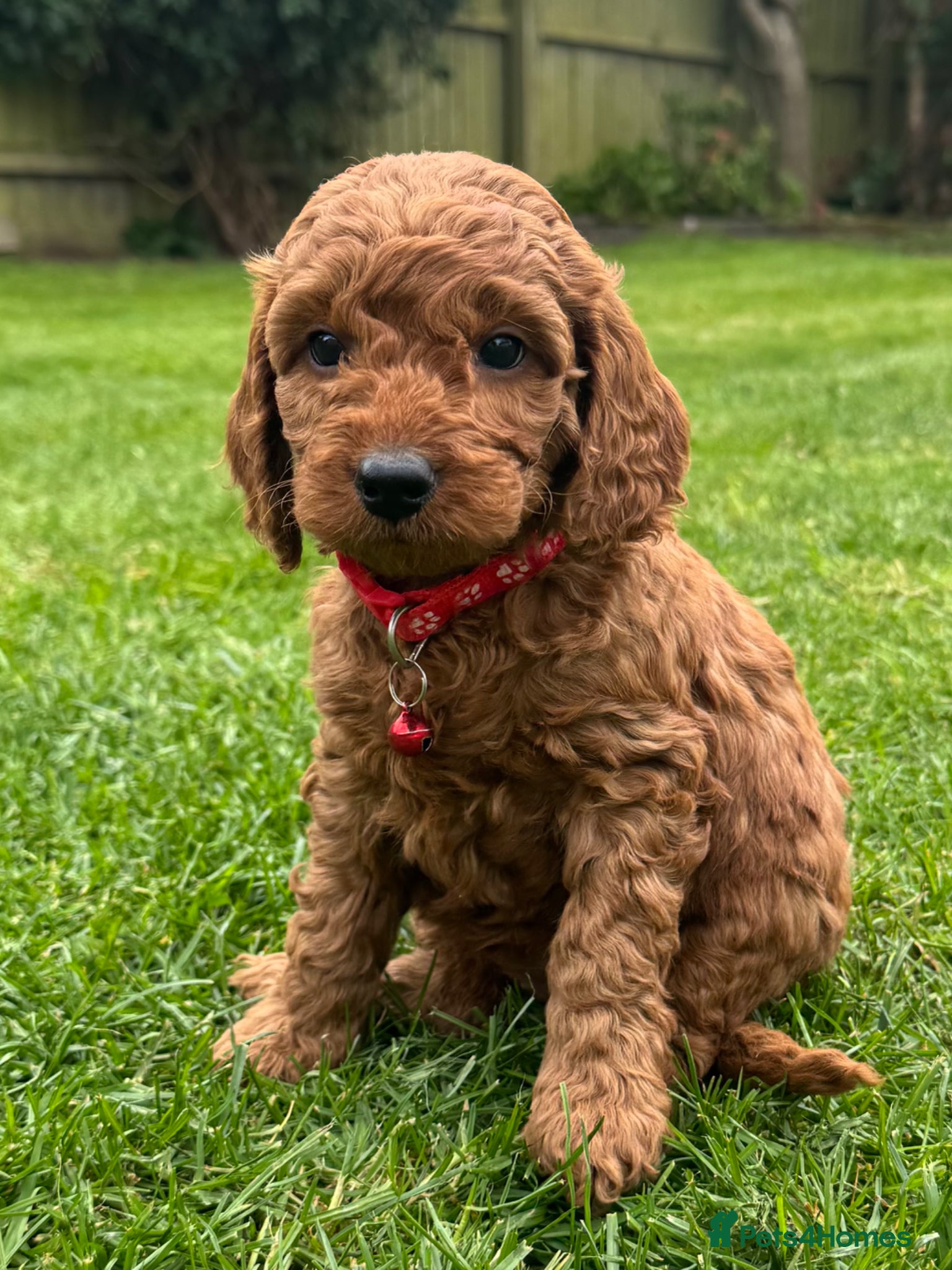 Cockapoo dogs F1b solid red cockapoo female 🐾 - Advert 6