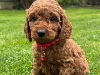 Cockapoo dogs F1b solid red cockapoo female 🐾 - Advert 6