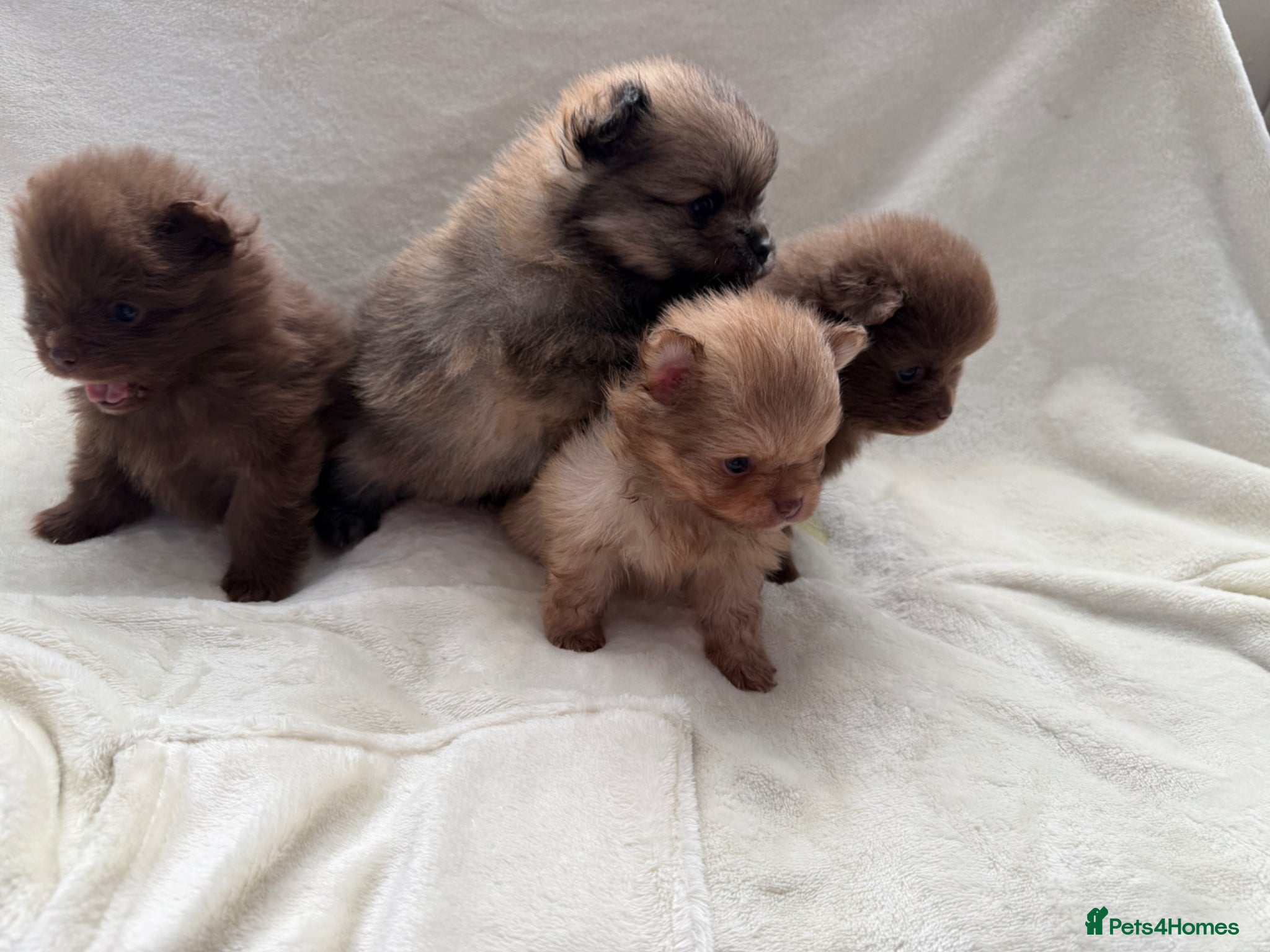 Pomeranian dogs Beautiful Pomeranian Babys - Advert 15