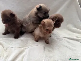 Pomeranian dogs Beautiful Pomeranian Babys - Advert 15