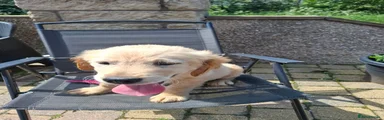 Golden Retriever 4