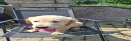 Golden Retriever dogs for sale: KC registered golden retriever girls  - Advert 5