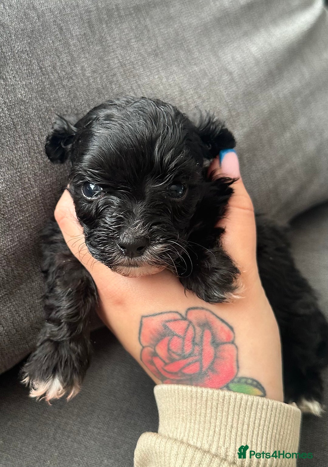 Maltipoo dogs for sale: F1 Toy Maltipoos - Advert 8