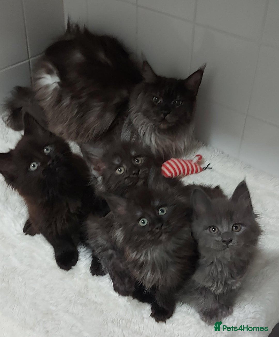 Maine Coon cats for sale: Beautiful big maine Coon babies  - Advert 1