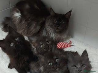 Maine Coon cats Beautiful big maine Coon babies - Advert 1