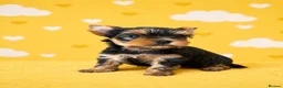 Yorkshire Terrier dogs for sale: ✨🐾 Outstanding Show Quality KC Yorkie Puppies 🐾✨ - Advert 10