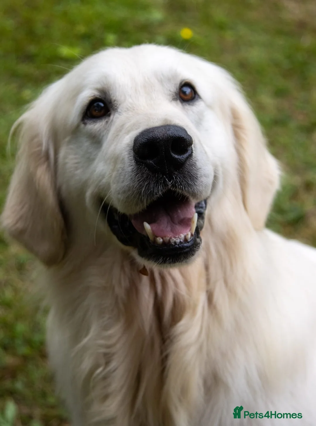 Golden Retriever dogs for stud: THE ULTIMATE WHITE STUD DOG in Doncaster - Advert 6