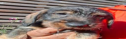 Miniature Dachshund dogs for sale: Super-cute Pedigree Mini-Wire Dachshund Puppies  - Advert 14