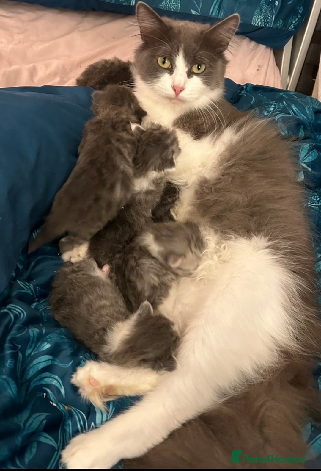 Siberian cats for sale: Pedigree TICA reg Siberian kittens  - Advert 6