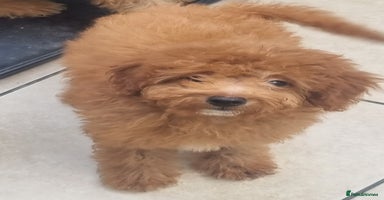 Cavapoo dogs in Bilston - Advert 12