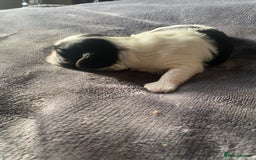 Shih Tzu dogs for sale: Shih tzus puppy for sale - Image 2