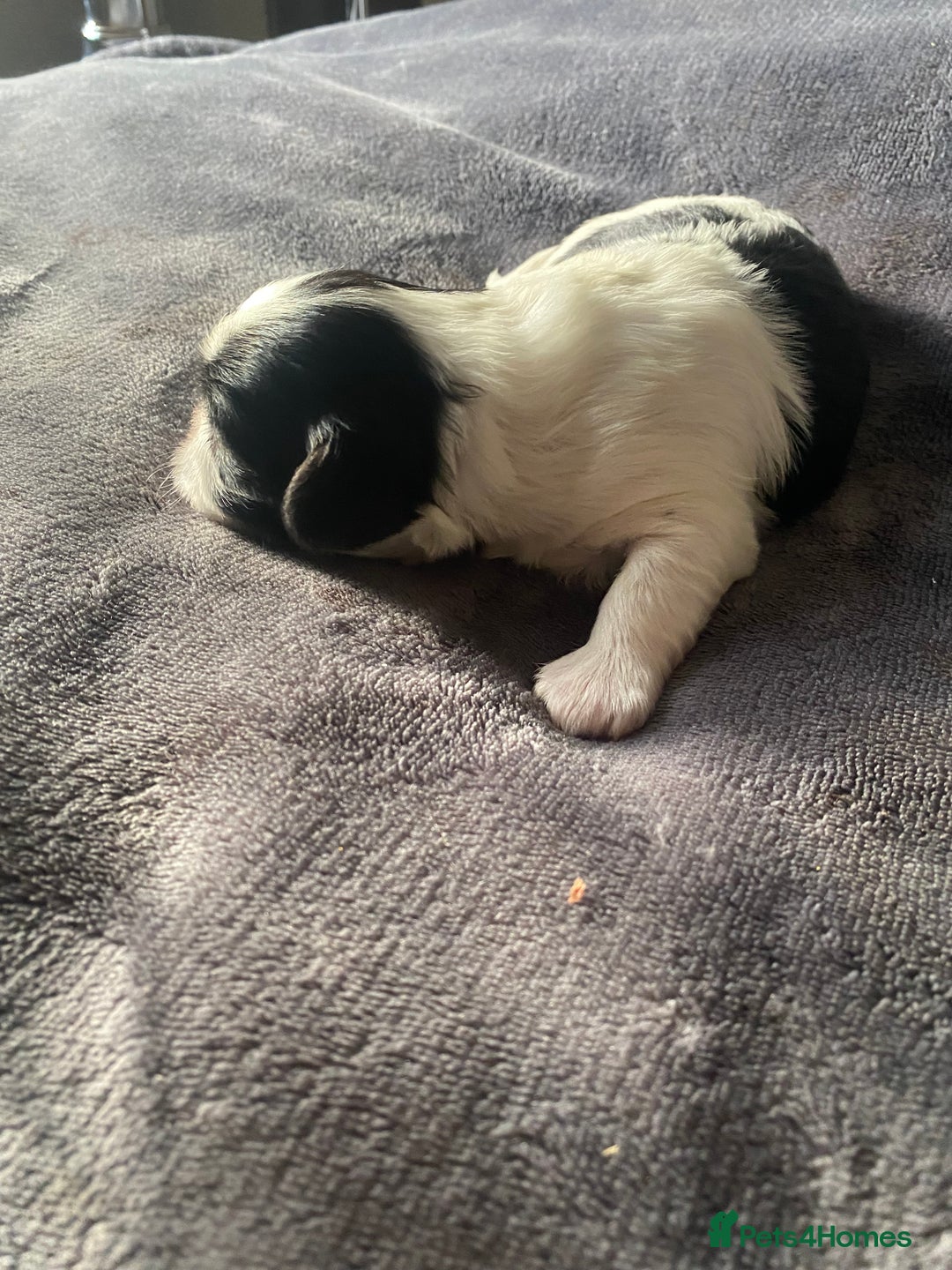 Shih Tzu dogs for sale: Shih tzus puppy for sale - Image 2