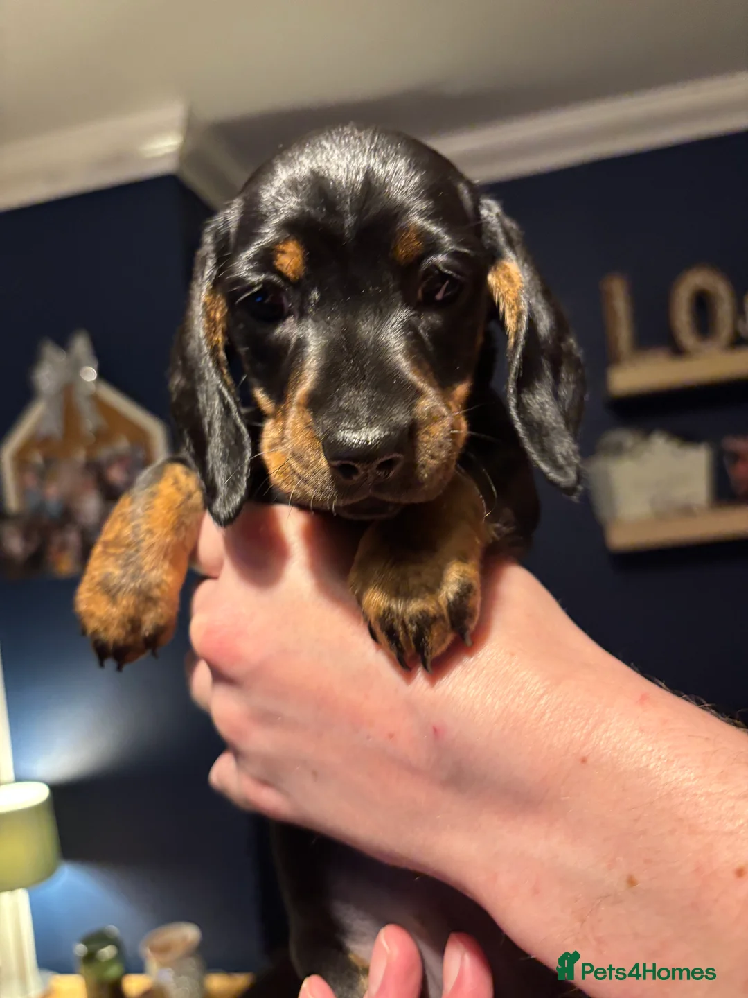 Miniature Dachshund dogs for sale: Mini smooth haired dachshund puppies - Advert 2