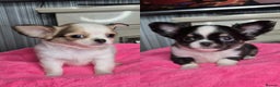 Chihuahua dogs for sale: Kc registered chihuahua puppies - Advert 1