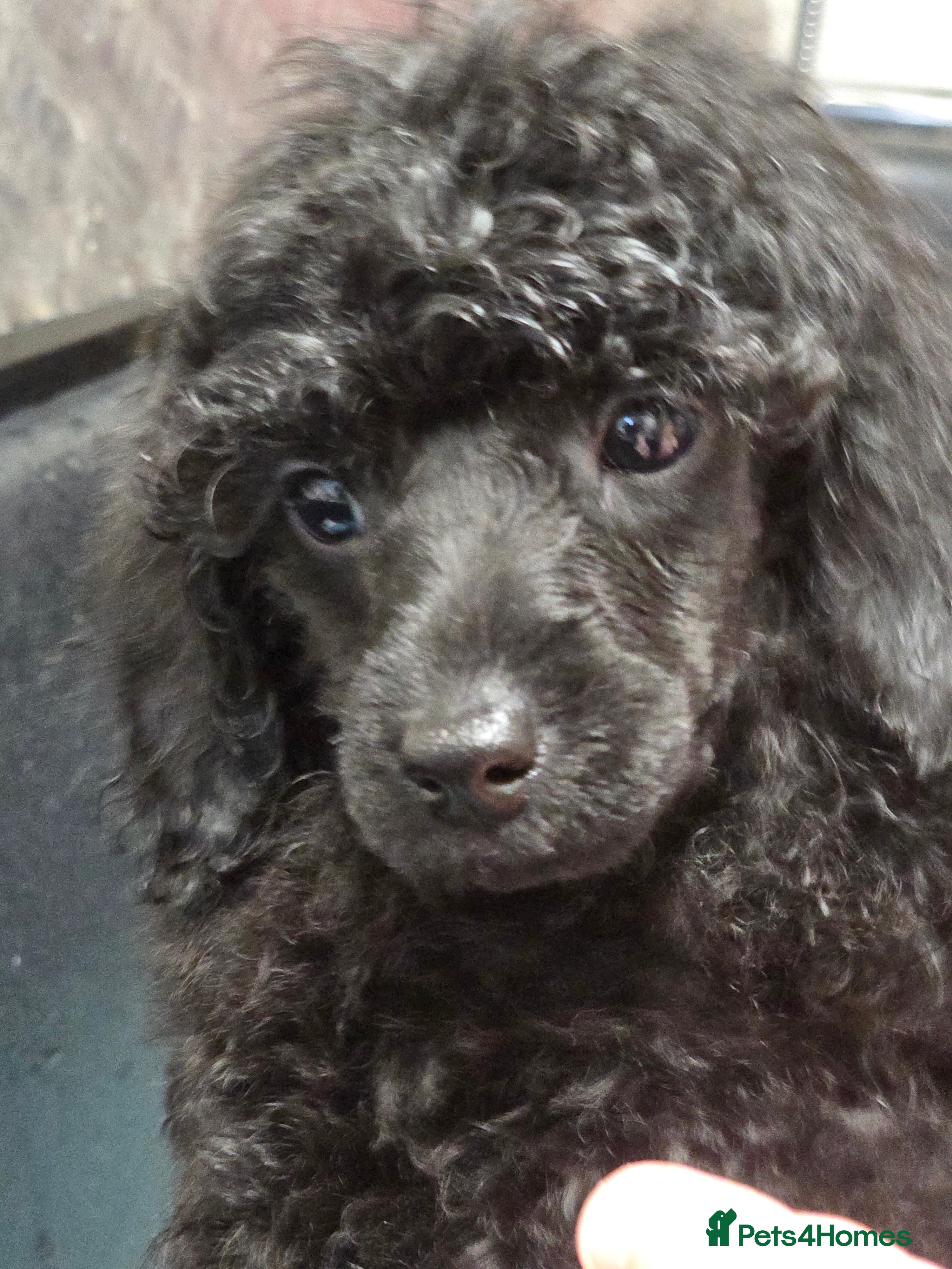 Miniature Poodle dogs Miniature Poodle Puppies – KC Registered - Advert 5