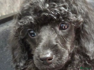 Miniature Poodle dogs Miniature Poodle Puppies – KC Registered - Advert 5