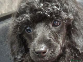Miniature Poodle dogs Miniature Poodle Puppies – KC Registered - Advert 15
